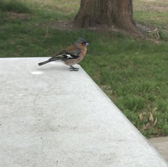 Fringilla coelebs gengleri