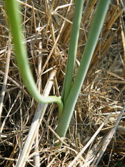 Albuca virens virens