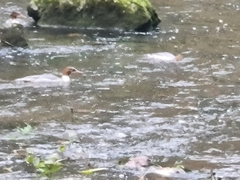 Mergus merganser merganser