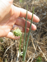 Albuca virens virens