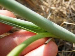 Albuca virens virens