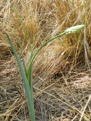 Albuca virens virens