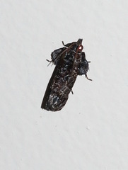 Cryptaspasma brachyptycha