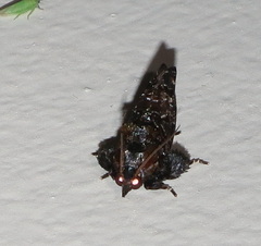 Cryptaspasma brachyptycha