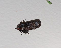 Cryptaspasma brachyptycha