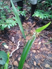 Hypolytrum heteromorphum