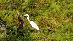 Ardea intermedia brachyrhyncha
