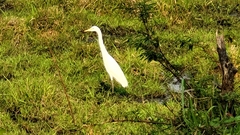 Ardea intermedia brachyrhyncha