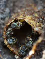 Lepidotrigona terminata