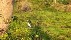 Ardea intermedia brachyrhyncha