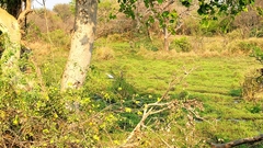 Ardea intermedia brachyrhyncha