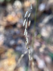 Eragrostis curvula