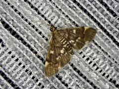 Piletocera sodalis