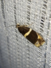 Olethreutes electanus