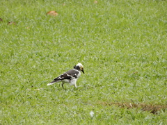 Gracupica nigricollis