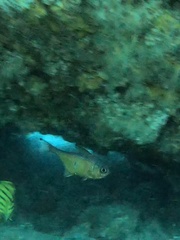 Pempheris affinis