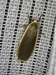 Eilema nankingica