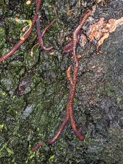 Eisenia