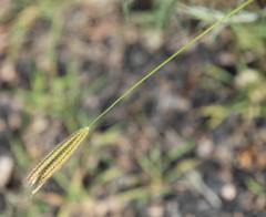 Cynodonteae