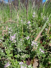 Psoralea decumbens