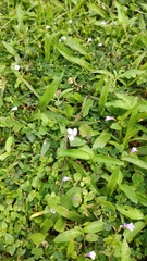 Murdannia loriformis