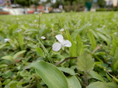 Murdannia loriformis