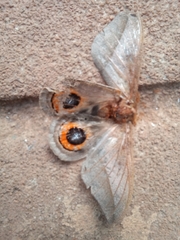 Automeris naranja