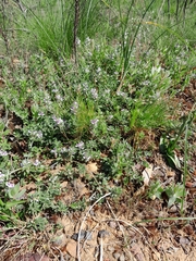 Psoralea decumbens