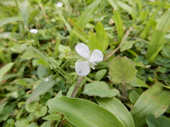 Murdannia loriformis