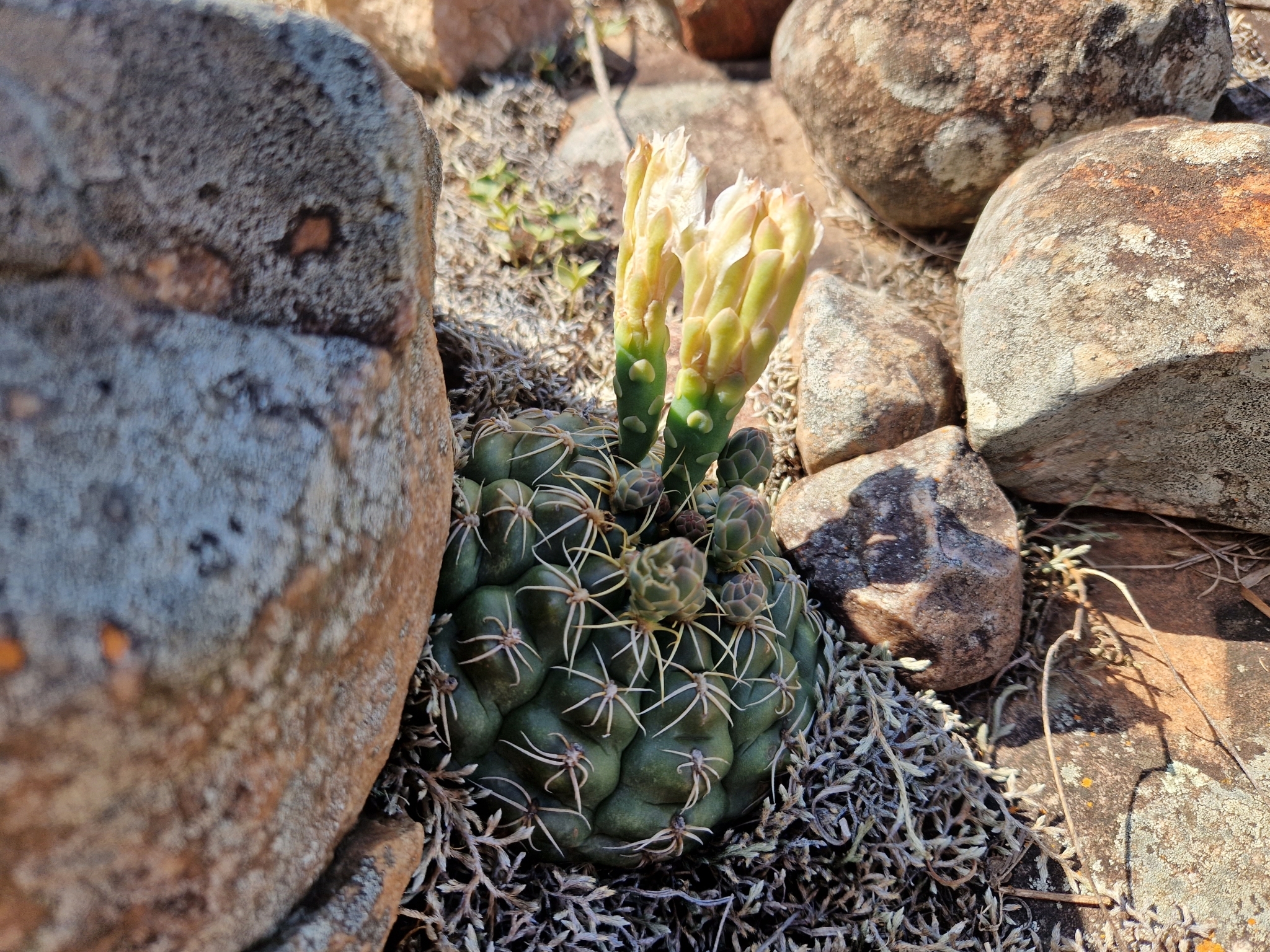 Gymnocalycium angelae