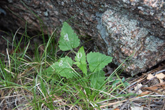 Ageratina herbacea