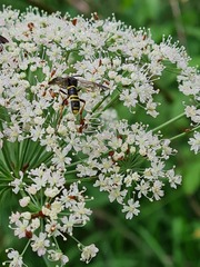 Tenthredo vespa