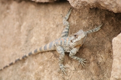 Laudakia vulgaris