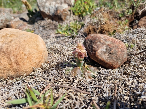 Image of Gymnocalycium Angelae (Gymnocalycium angelae) by (c) Jens-Christian Svenning, some rights reserved (CC BY)