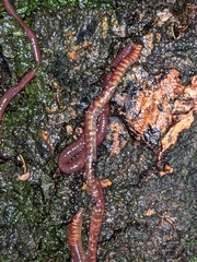 Eisenia