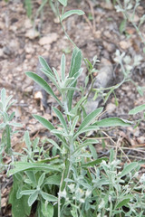 Pseudognaphalium canescens
