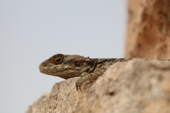 Laudakia vulgaris