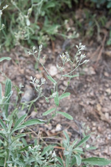 Pseudognaphalium canescens