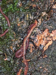 Eisenia