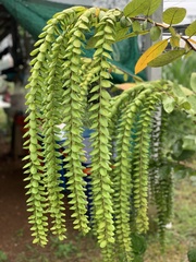 Phyllodium pulchellum