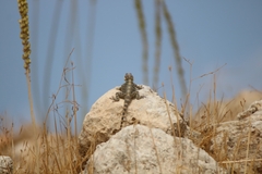 Laudakia vulgaris