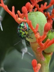Chrysocoris