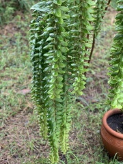 Phyllodium pulchellum