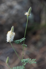 Dalea albiflora