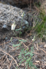 Dalea albiflora
