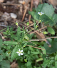 Arenaria lanuginosa