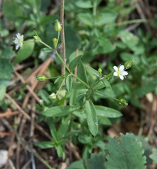 Arenaria lanuginosa