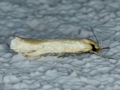 Philobota protecta