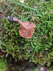 Tubaria furfuracea