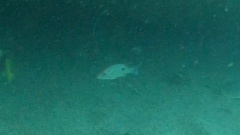 Lutjanus russellii
